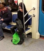 <b>黑衣哥德女带超狂宠物搭地铁　没人敢坐</b>
